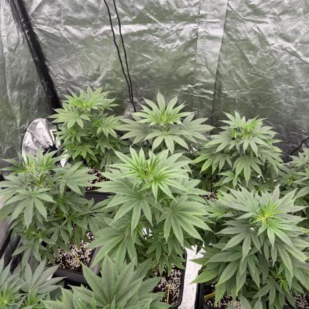 GROUNDED GENÉTICS!MY FIRST TIME GROWING