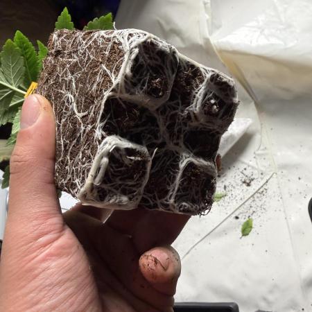 GROUNDED GENÉTICS!MY FIRST TIME GROWING