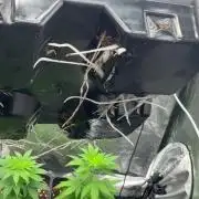 GROUNDED GENÉTICS!MY FIRST TIME GROWING