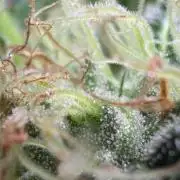 GROUNDED GENÉTICS!MY FIRST TIME GROWING