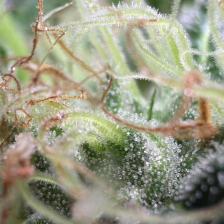 GROUNDED GENÉTICS!MY FIRST TIME GROWING