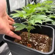 GROUNDED GENÉTICS!MY FIRST TIME GROWING