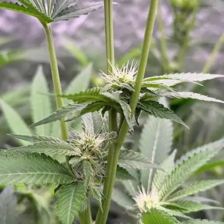 GROUNDED GENÉTICS!MY FIRST TIME GROWING