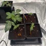 GROUNDED GENÉTICS! MY FIRST TIME