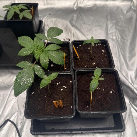 GROUNDED GENÉTICS! MY FIRST TIME