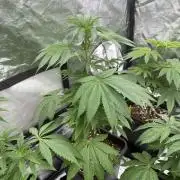 GROUNDED GENÉTICS!MY FIRST TIME GROWING