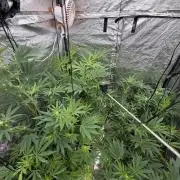 GROUNDED GENÉTICS!MY FIRST TIME GROWING