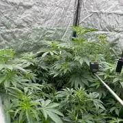 GROUNDED GENÉTICS!MY FIRST TIME GROWING