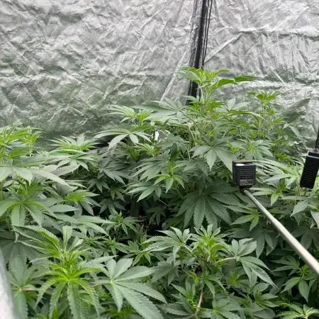 GROUNDED GENÉTICS!MY FIRST TIME GROWING