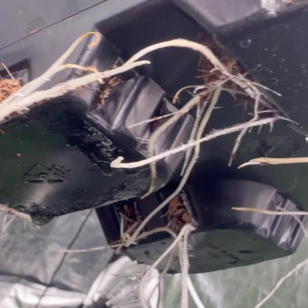 GROUNDED GENÉTICS!MY FIRST TIME GROWING