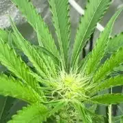 GROUNDED GENÉTICS!MY FIRST TIME GROWING