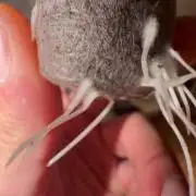 GROUNDED GENÉTICS!MY FIRST TIME GROWING