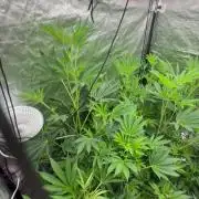 GROUNDED GENÉTICS!MY FIRST TIME GROWING