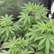 GROUNDED GENÉTICS! MY FIRST TIME