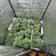 GROUNDED GENÉTICS!MY FIRST TIME GROWING