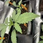 GROUNDED GENÉTICS! MY FIRST TIME