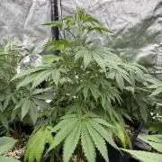 GROUNDED GENÉTICS!MY FIRST TIME GROWING