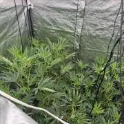 GROUNDED GENÉTICS!MY FIRST TIME GROWING