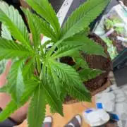 GROUNDED GENÉTICS!MY FIRST TIME GROWING