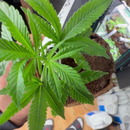 GROUNDED GENÉTICS!MY FIRST TIME GROWING