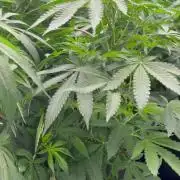 GROUNDED GENÉTICS!MY FIRST TIME GROWING