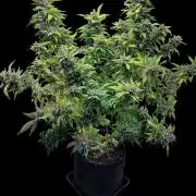Great White Shark