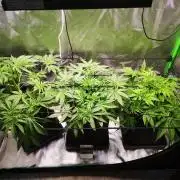 Skywalker/Chemira/Cherry