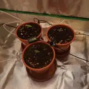 Skywalker/Chemira/Cherry