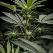 Hyper Vyper & Gulupa