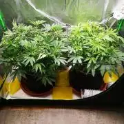 Hyper Vyper & Gulupa