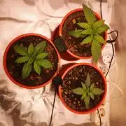 Skywalker/Chemira/Cherry