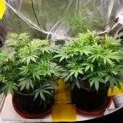 Hyper Vyper & Gulupa