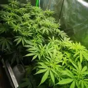 Hyper Vyper & Gulupa