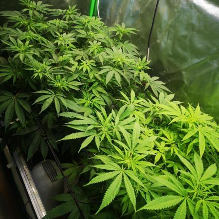 Hyper Vyper & Gulupa