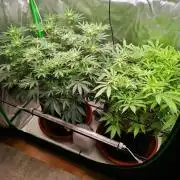 Hyper Vyper & Gulupa