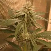 Skywalker/Chemira/Cherry