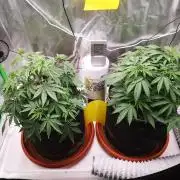 Hyper Vyper & Gulupa