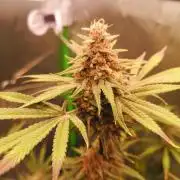 Skywalker/Chemira/Cherry