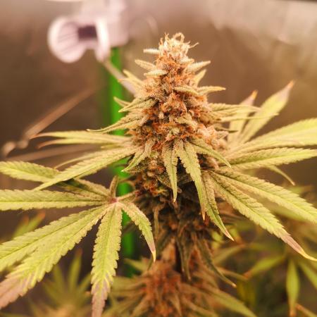 Skywalker/Chemira/Cherry