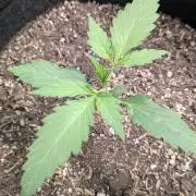 Banana Jealousy Auto IBL 80 Day