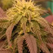 Bloom Seed Co.  Rainbow Vapor clone