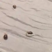 Key Lime Guava/Candy Fumez x RG #5