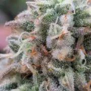 Rainbow Vapor, Key Lime Guava run