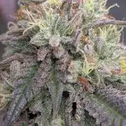 Rainbow Vapor, Key Lime Guava run