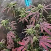 Bloom Seed Co.  Rainbow Vapor clone