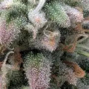 Rainbow Vapor, Key Lime Guava run