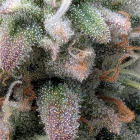 Rainbow Vapor, Key Lime Guava run