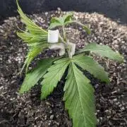 Banana Jealousy Auto IBL 80 Day