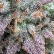 Rainbow Vapor, Key Lime Guava run