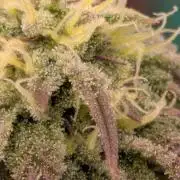 Bloom Seed Co.  Rainbow Vapor clone